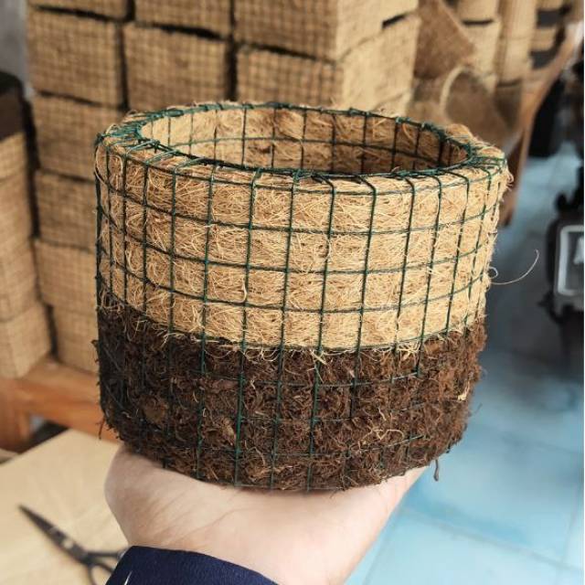 Pot Bunga Orchid Anggrek Bunga Hias