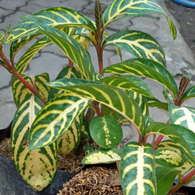 TANAMAN APHELANDRA KUNING