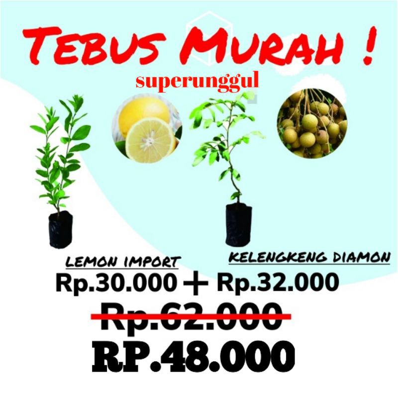 tebus murah paket hemat bibit lemon import dan kelengkeng new kristal