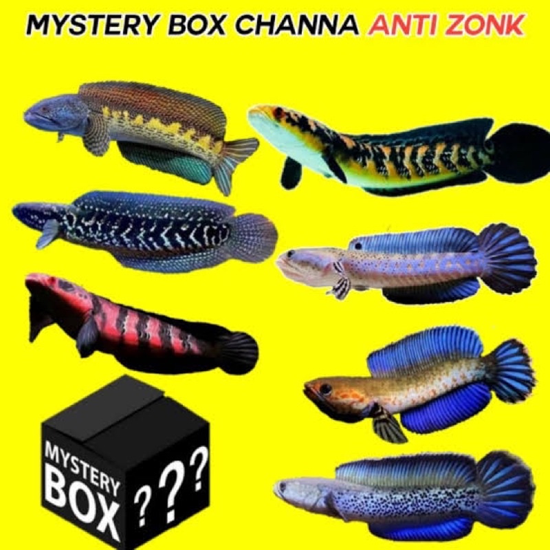 mistery box cana beli 1 dapat 3 ikan no zonk