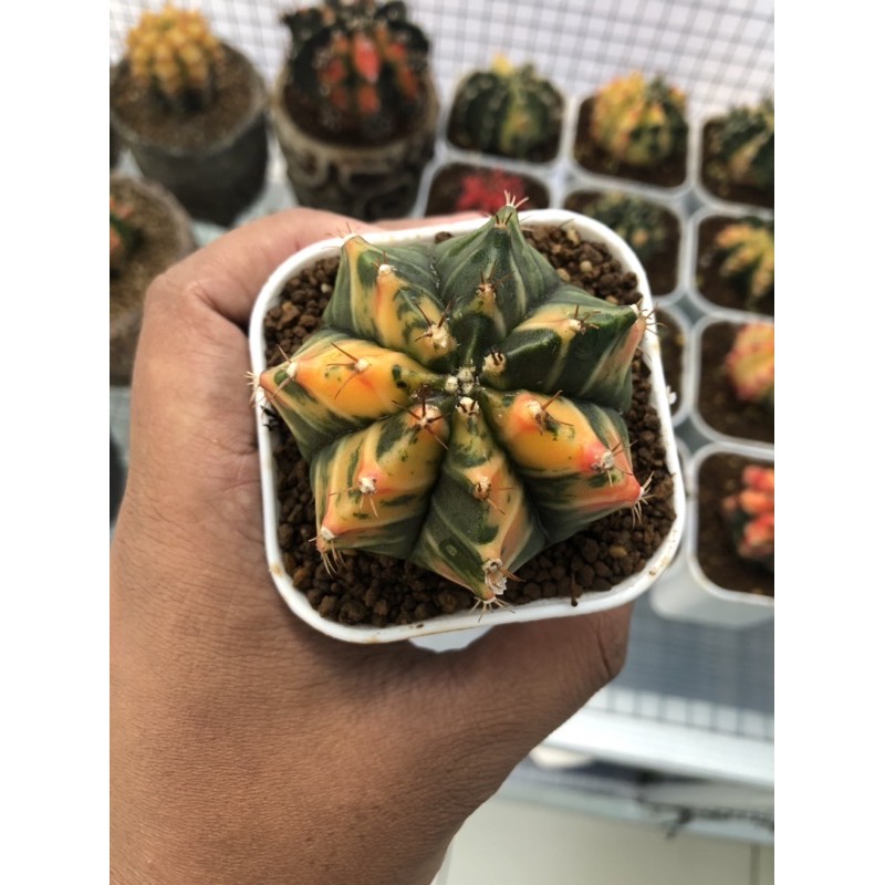 Kaktus gymnocalycium mihanovichii gymno miha var yellow thailand