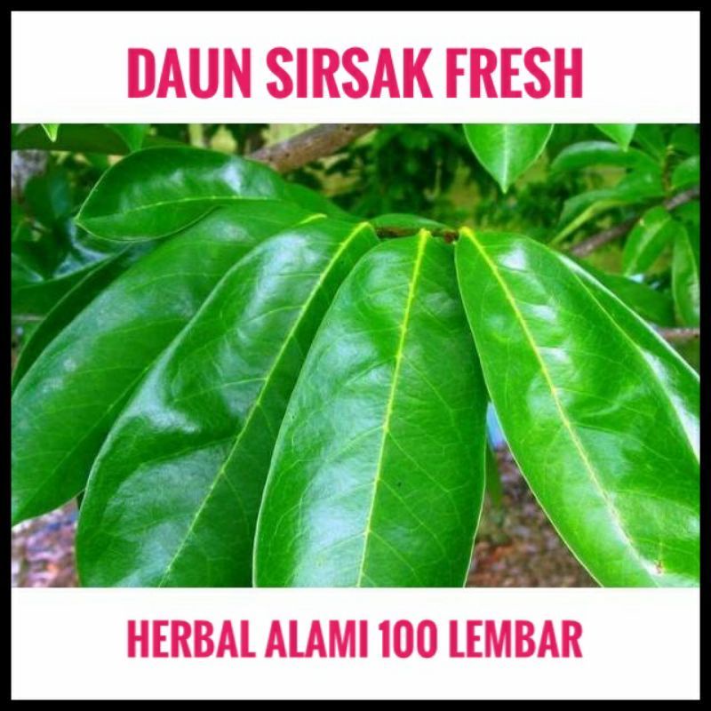 

Daun SIRSAK Segar Kwalitas Super Premium / 100 lembar