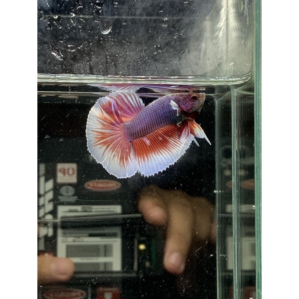 Ikan Cupang Halfmoon Big Ear