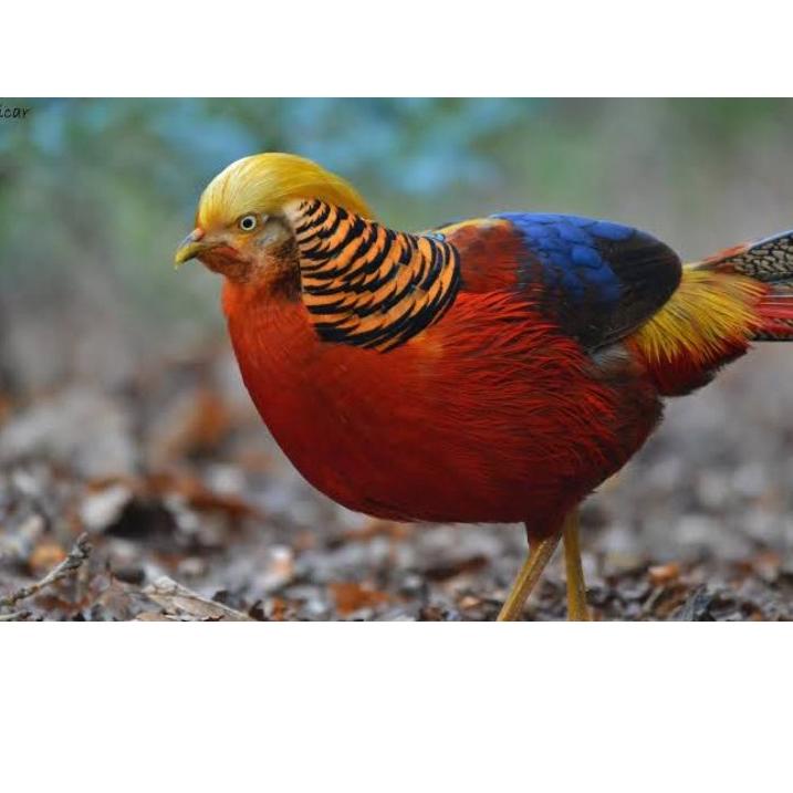 Terbaik.. TELUR AYAM GOLDEN PHEASANT / AYAM HIAS SIAP DITETASKAN