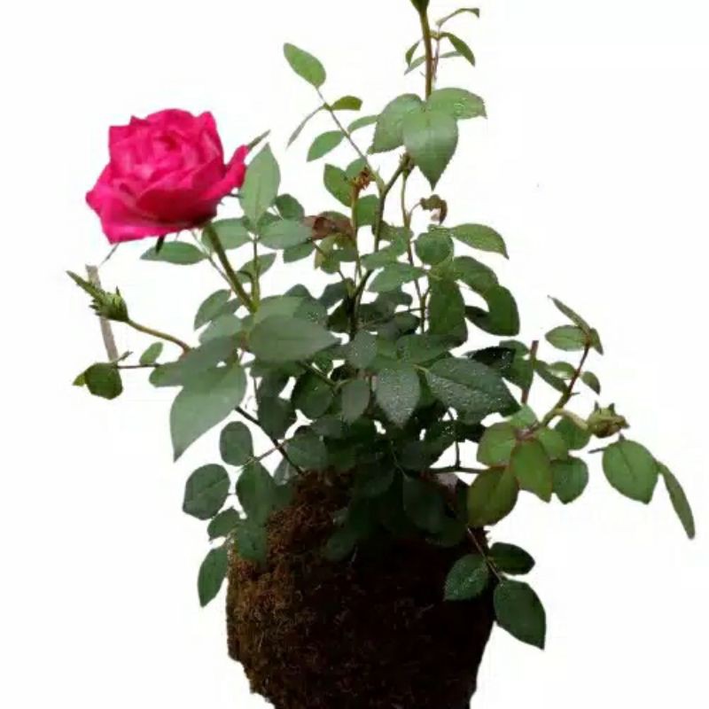 TANAMAN HIAS KOKEDAMA BUNGA ROSE MAWAR PINK COD PROMO SUPER