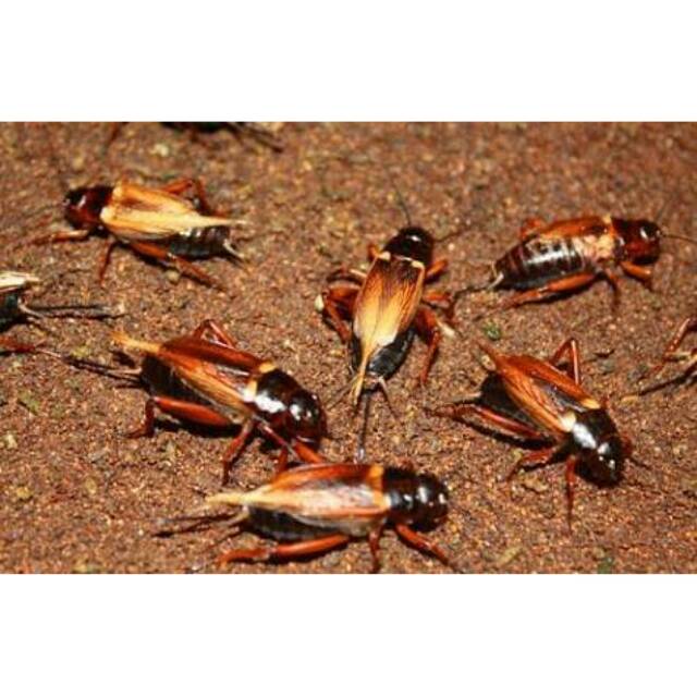 GO SEND Bandung Jangkrik Hidup Pakan Hewan Burung,  Ikan,  Reptile Jangkrik Alam