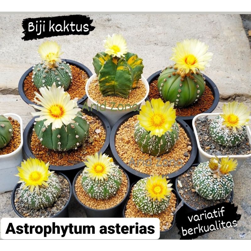 Biji Kaktus Astrophytum asterias superkabuto, Astro kabuto, Astro myrios, vtype, fukuryu, pentag mix