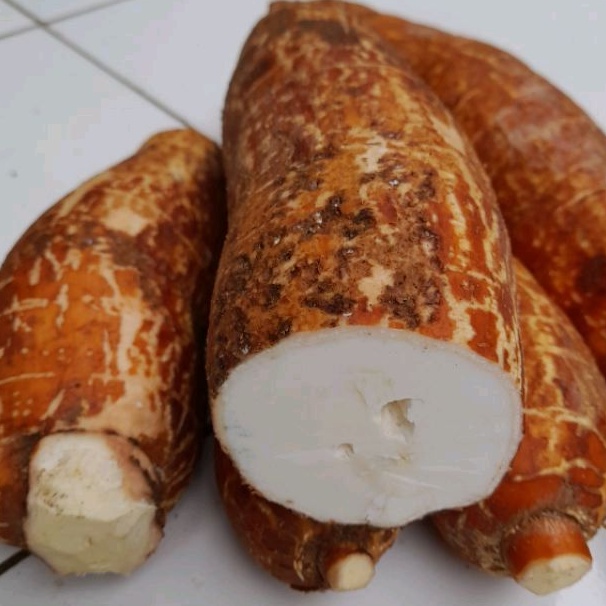 

singkong racun obat kanker herbal