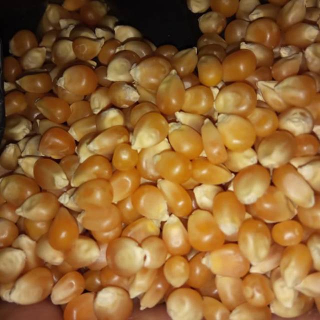 

Jagung popcorn mentah siap masak