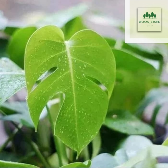 Tanaman hias monstera deliciosa - philodendron monstera