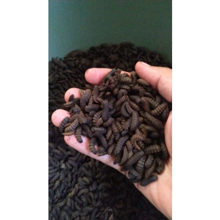 prepupa murah berkwalitas khusus indukan lalat bsf