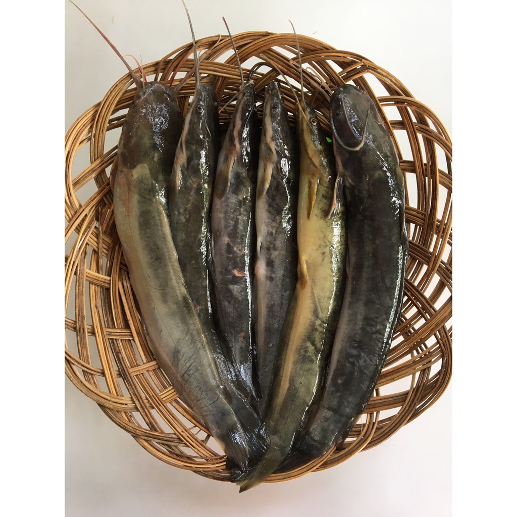 

Ikan Lele Marinasi 500 Gram