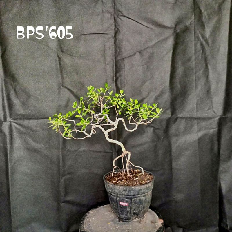 Bonsai Santigi karang - Bahan bonsai santigi small - Tanaman hias bonsai santigi karang