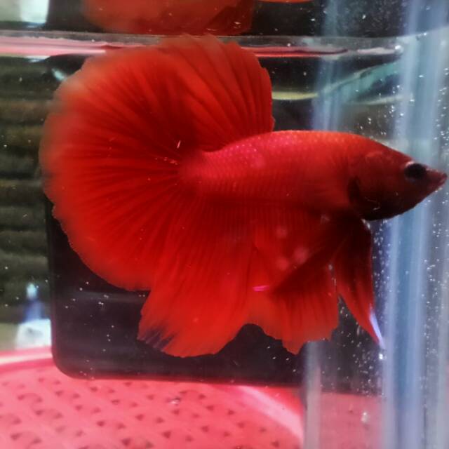 IKAN CUPANG | HM SUPER RED SOLID | IKAN HIAS MURAH