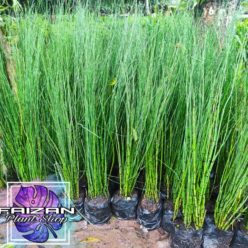 tanaman hias bambu air,pohon bambu air hias