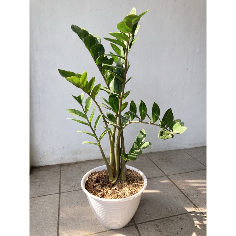 ZZ Plant Dollar Plant DENGAN POT TAWON PUTIH