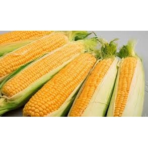 

JAGUNG/ Biji
