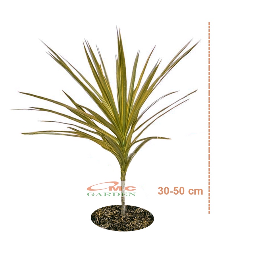 Tanaman Hias Dracaena Dracena Marginata Dragon Tree Tricolor Tri Color Merah Kuning Hijau Putih 3050