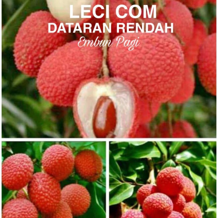 NEW BIBIT POHON BUAH LECI COM DATARAN RENDAH CEPAT BERBUAH DARI CANGKOK W