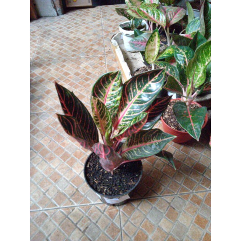 Red Sumatera