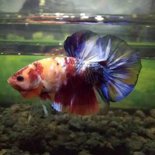 ikan cupang plakat giant nemo candy/emerald | shopee indonesia