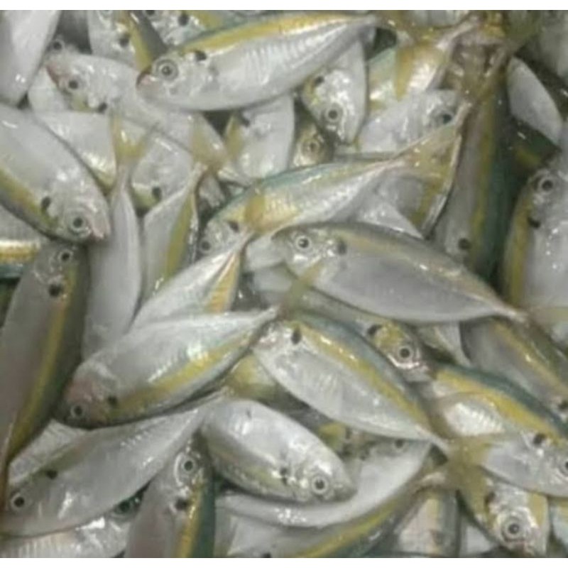 

ikan selar segar
