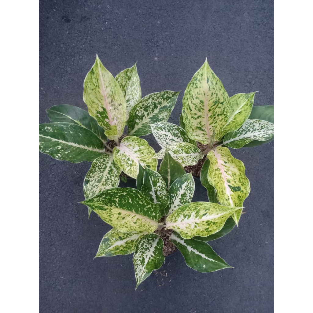 Aglonema Striptis White