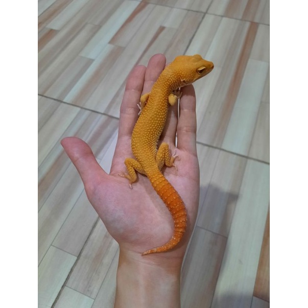 Leopard Gecko Sunglow Full CT BERKUALITAS TINGGI
