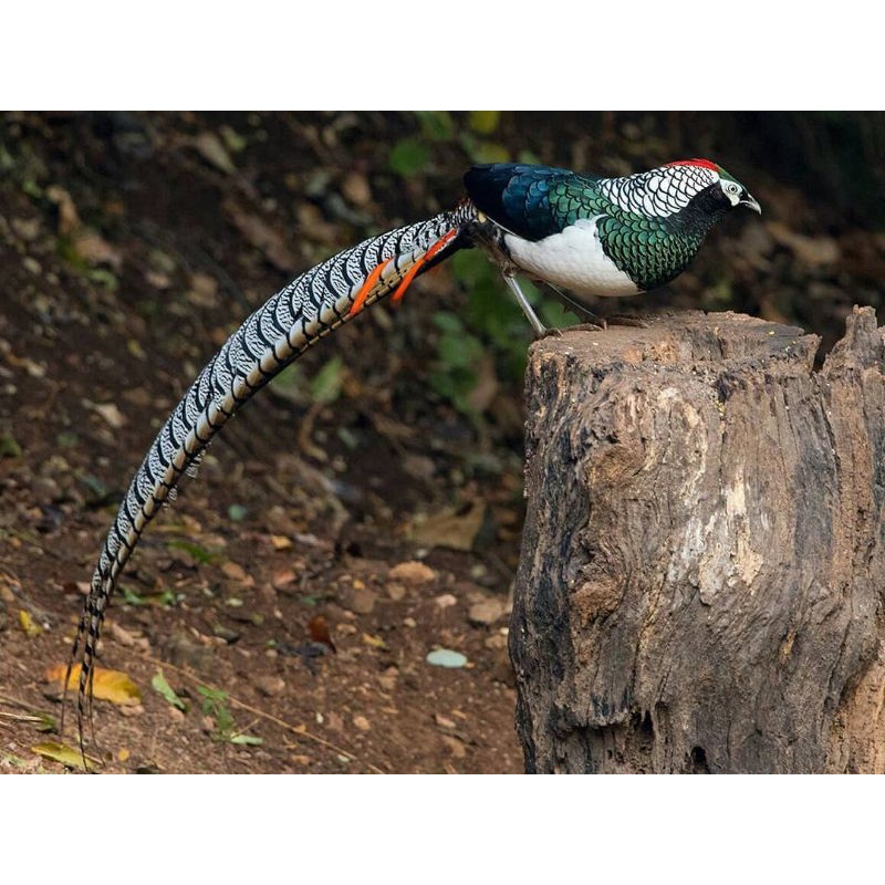 (telur ayam hias lady pheasant) untuk di tetaskan