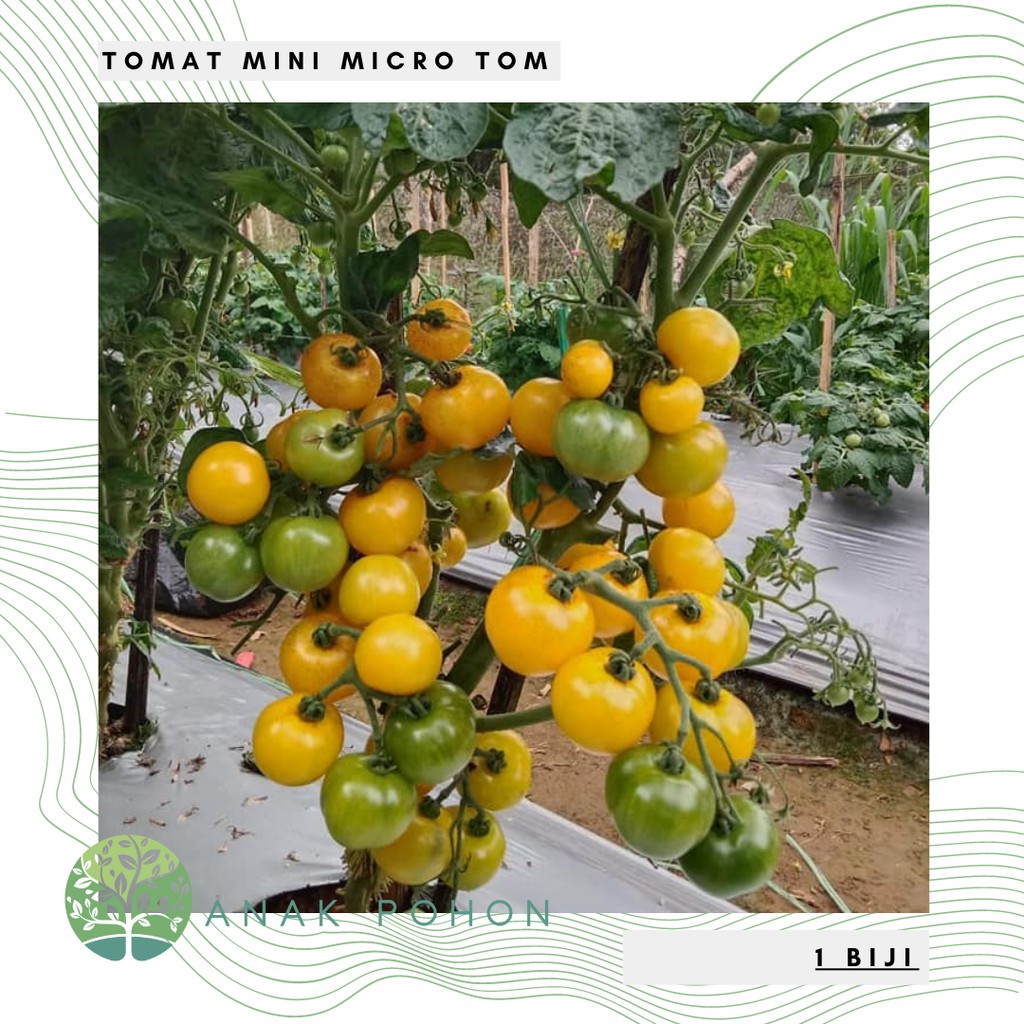 Benih Bibit Biji - Tomat Mini Micro Tom Yellow (Cherry) MicroTom Tomato Seeds