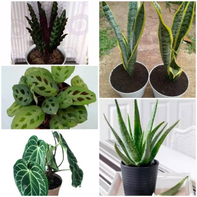 Paket 5 Tanaman Hias 2 Calathea Sansivera Lidah Buaya Dan Keladi Kuping Gajah Shopee Indonesia