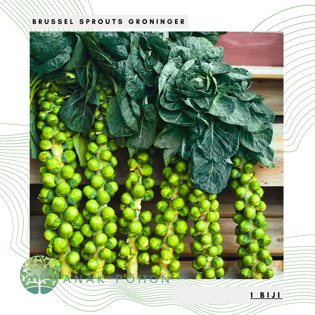 Benih Bibit Biji - Brussels Sprouts Groninger Organik Seeds - IMPORT