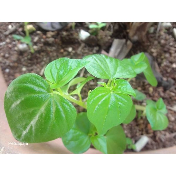 Pohon Sirih China, Daun Sirih Cina, Tanaman Sirih Cina