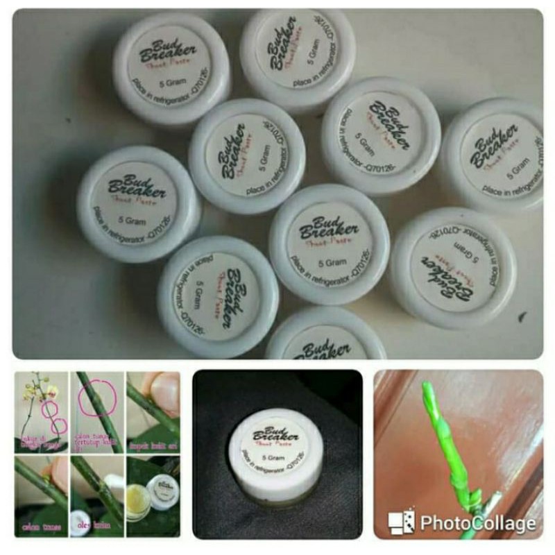 Bud breaker 5 gram penumbuh tunas anggrek