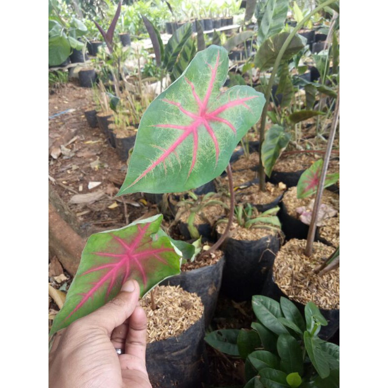 Tanaman keladi merah lompong merah-lompong merah-keladi red star calatium-keladi merah lompong