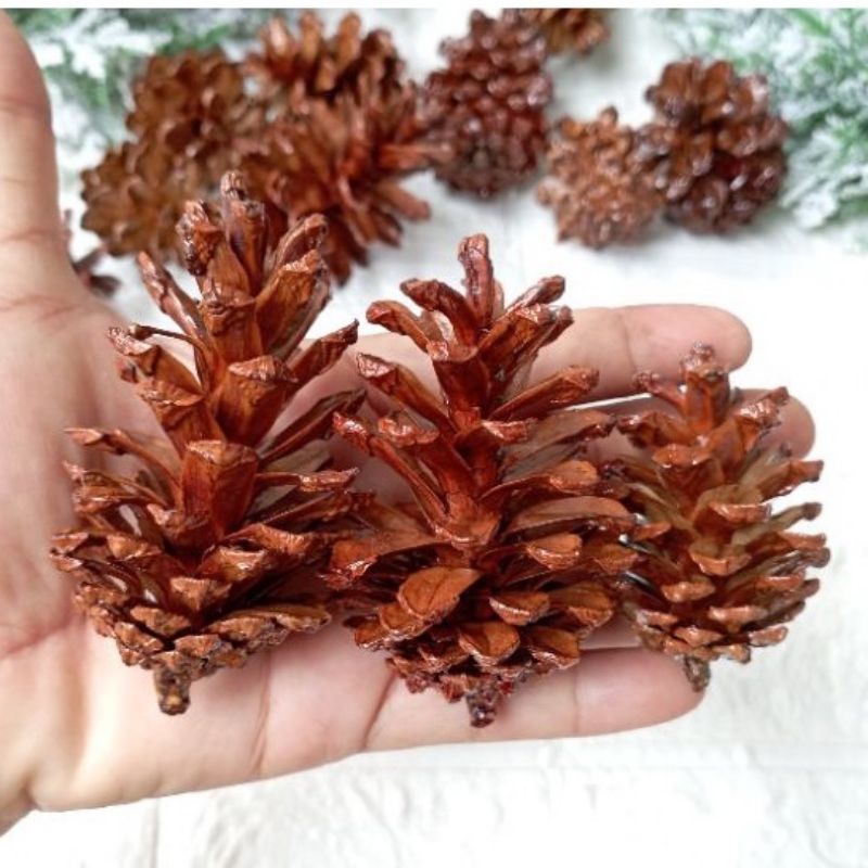 1 Pcs Buah Pinus Salju Tali atau Vernis Sedang Murah Hiasan Natal Christmas Assesories Decoration Proferty Photo Booth Dekorasi