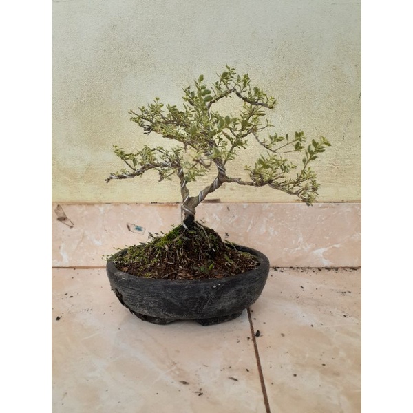 Bonsai Legistrum Varigata Plus Pot