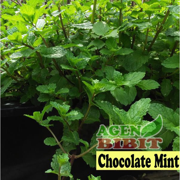 Bibit Tanaman Hias Calla Lily