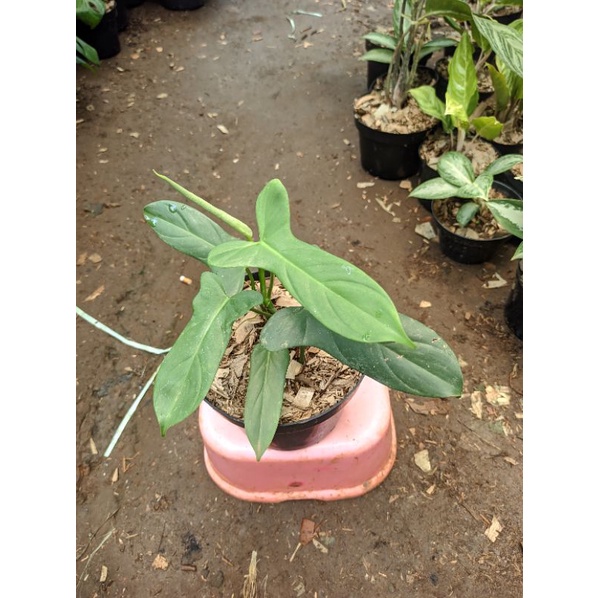 philodendron violin / philodendron biffenifolium