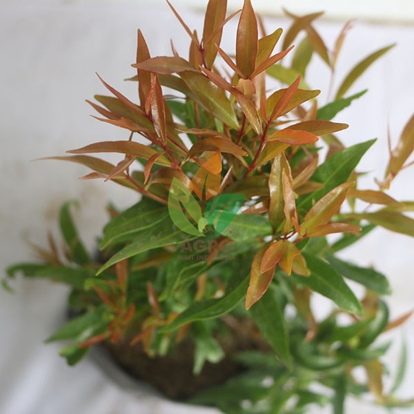 Tanaman Hias Pucuk Merah Kecil Siap Tanam