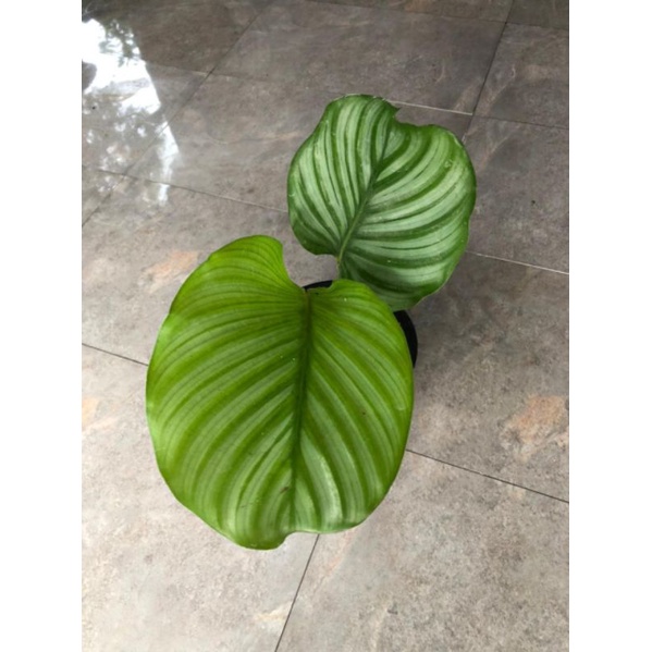 Calathea Orbifolia