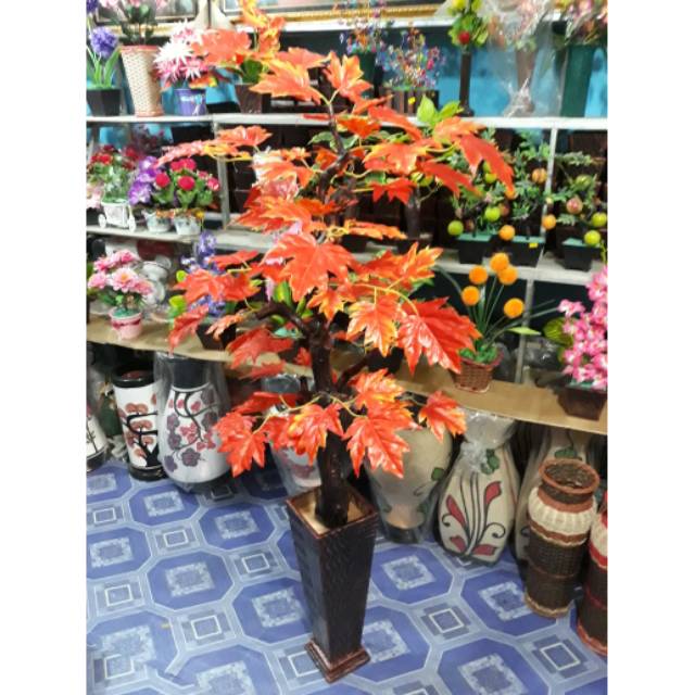 Pohon bonsai daun maple orange