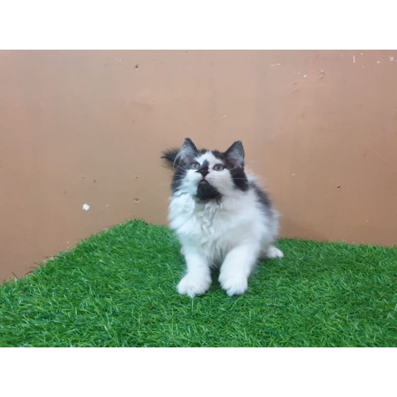 JualAnakanKittenKucingPersia