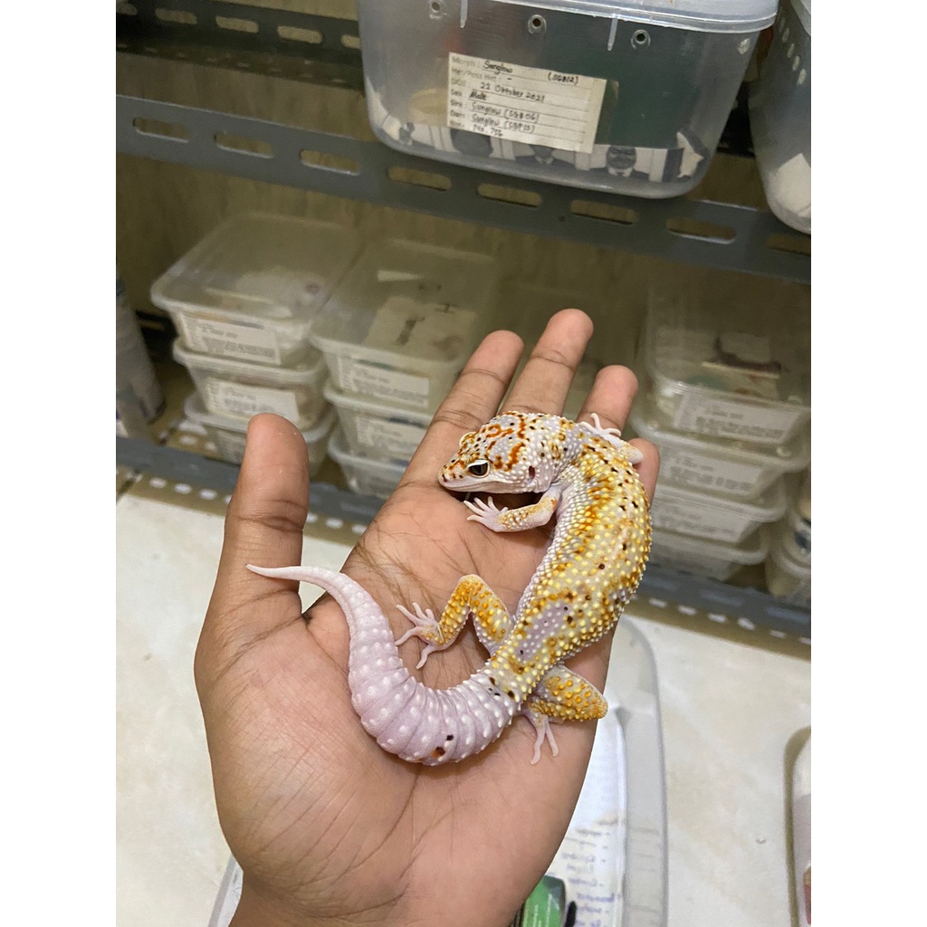 Leopard Gecko Male Macksnow Enigma Stripe Het Eclipse Cakep No. 732