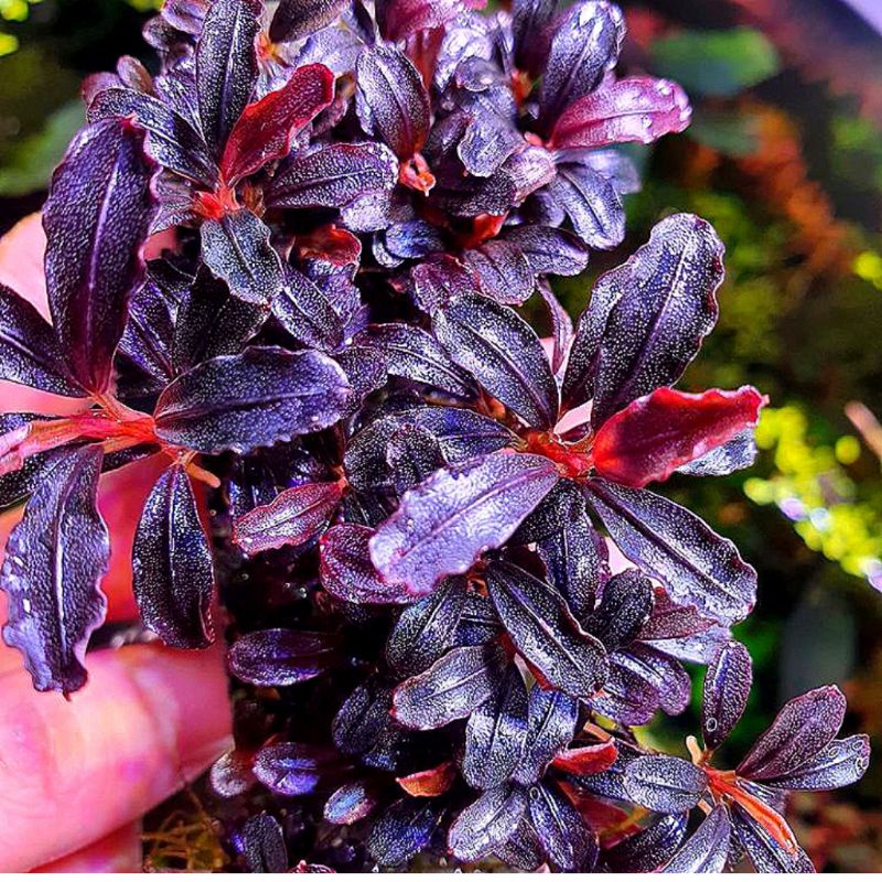 Bucephalandra Brownie Phantom per 1 kg