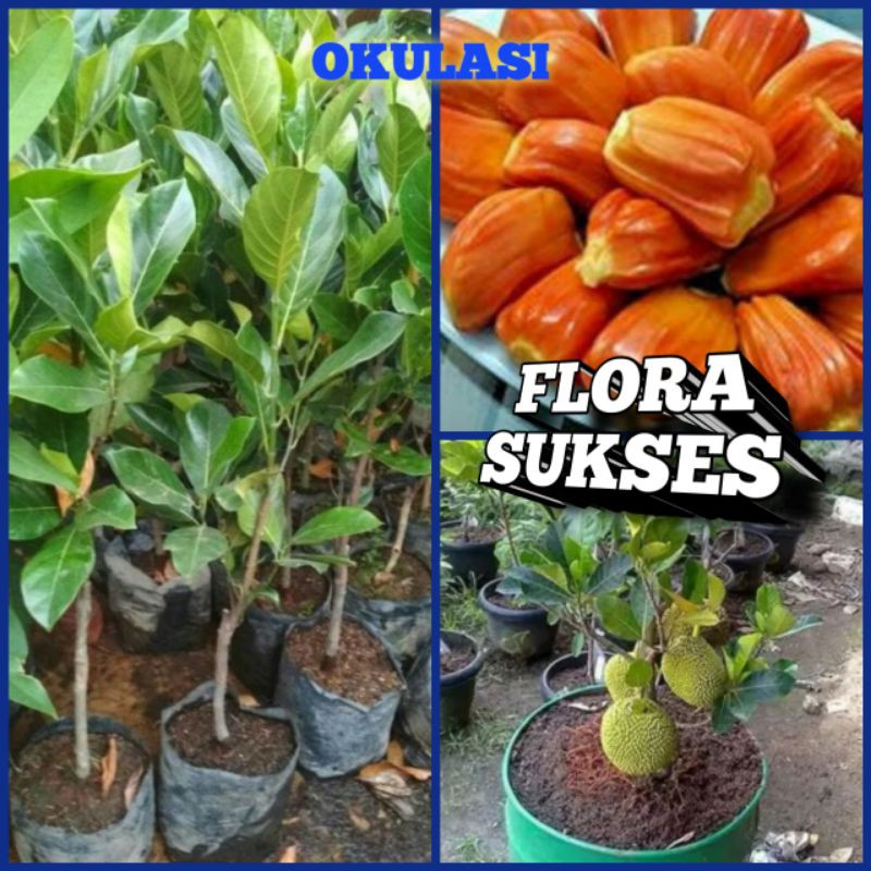 Bibit Tanaman Nangka Mini Orange Manis Hasil Okulasi Cepat Berbuah Nangka Madu