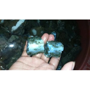 

kalimaya jumbo super 500 gram Terbaik