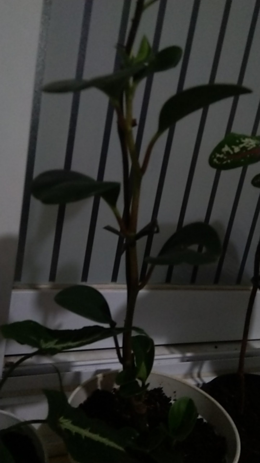 Paket 2 Tanaman Hias Peperomia Hijau Dan Variegata