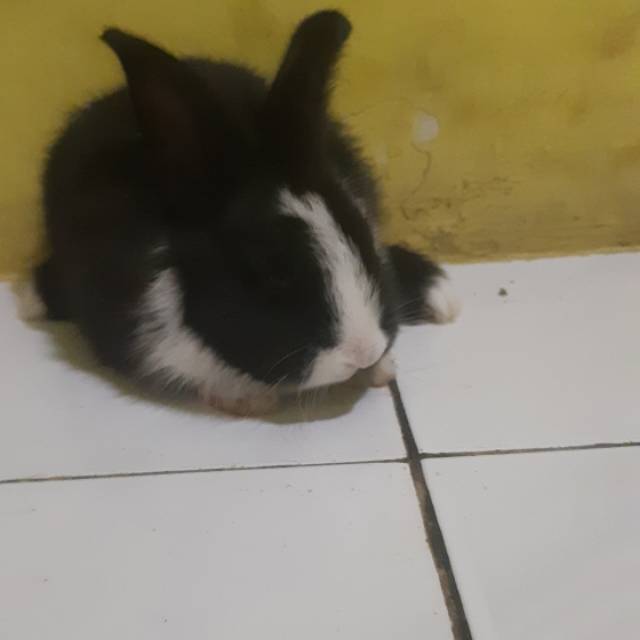 kelinci lokal /kelinci