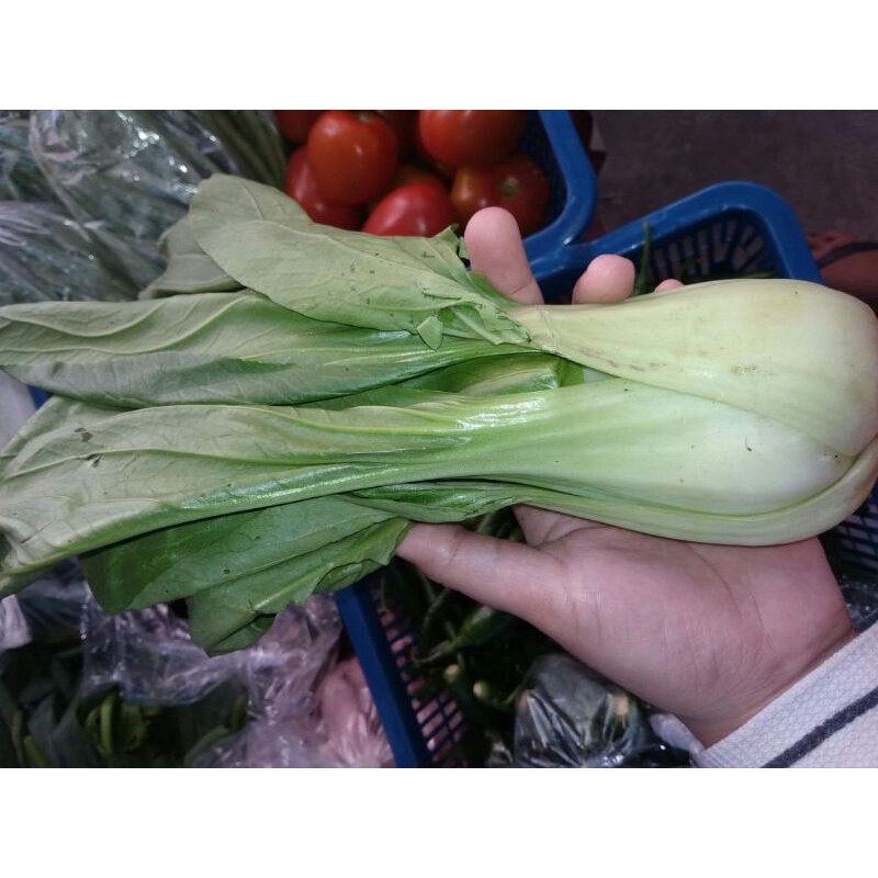 

sayur pakcoy